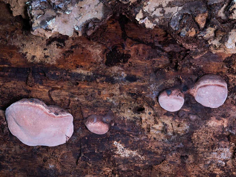 Fomitopsis rosea Fomitopsis rosea